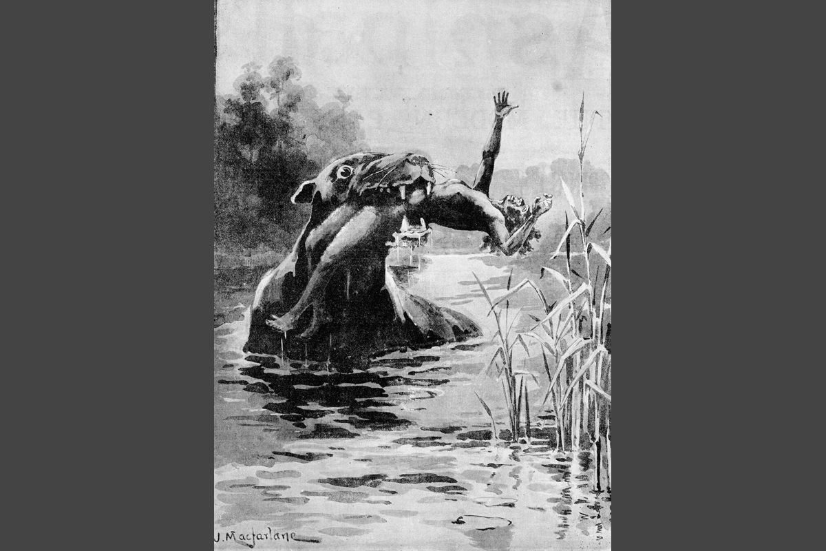 Bunyip